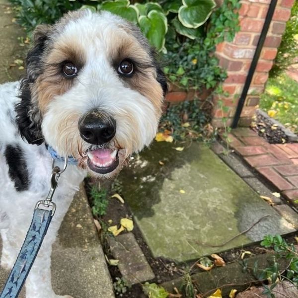 A bernedoodle looking up from a garden path