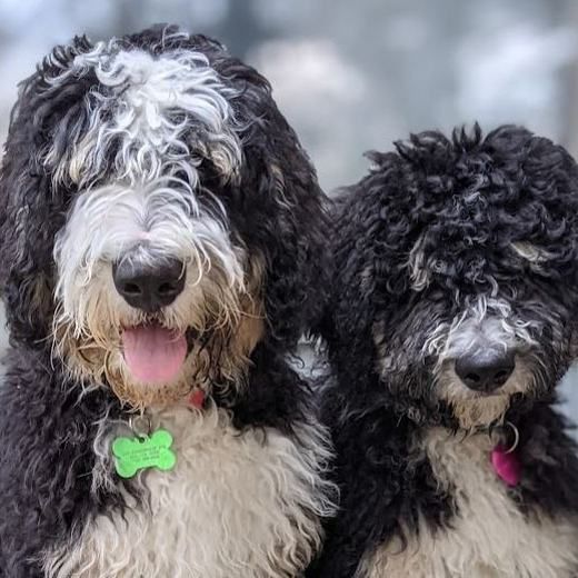 Two sibling bernedoodles side by side