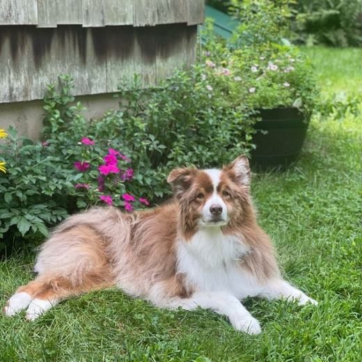A dog resting in a garden in Old Town Alexandria