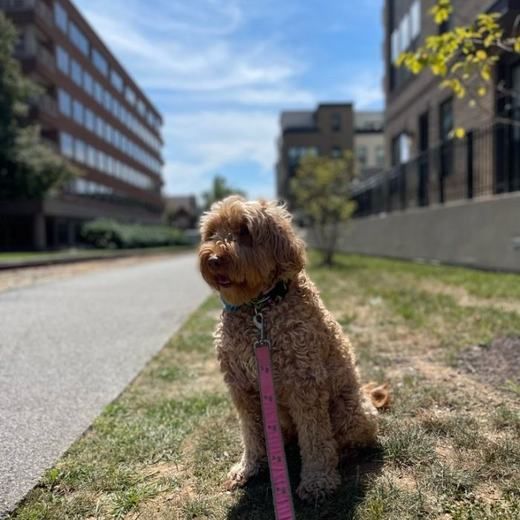 A schnauzer on a shady waterfront path
