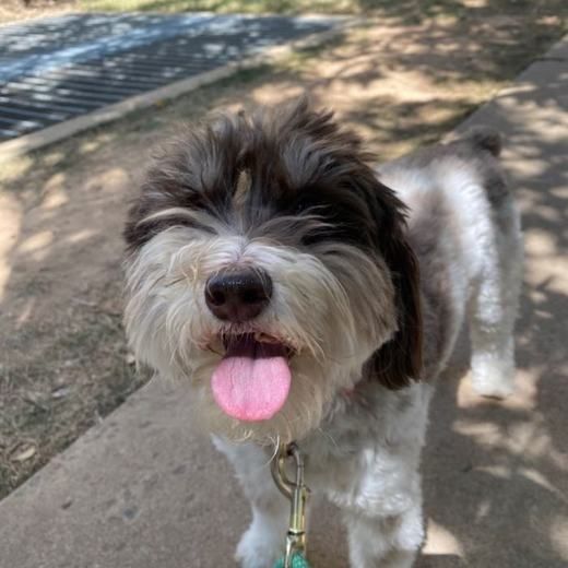 A curly-coated dog sitting on a sunny sidewalk