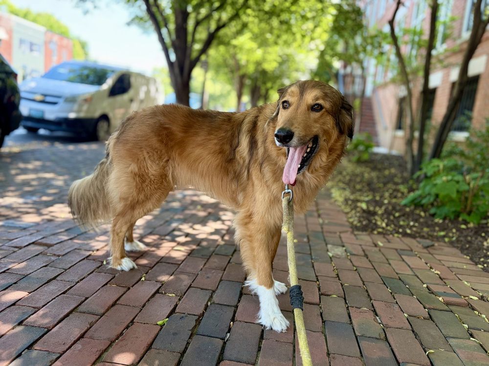 A golden mix standing on a tree-lined brick sidewalk in Old Town