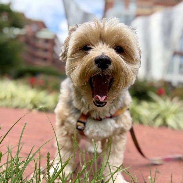 A yorkie mid-yawn in the grass on a brick plaza